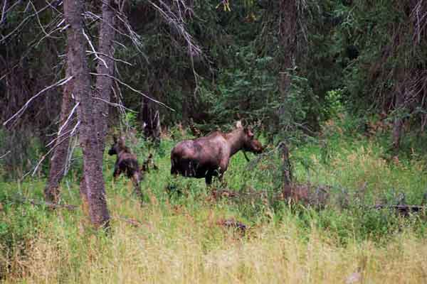 Alce y su cria - Alaska - EEUU.jpg